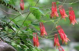Columbine Little Lanterns 1 gal.