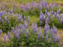 Lupine - Wild, Sundial (1 Gal)