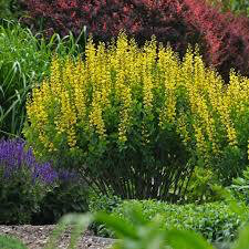 Indigo Baptisia Lemon Meringue (1 Gal)