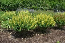 Indigo Baptisia Lemon Meringue (1 Gal)