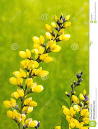 Indigo Baptisia Lemon Meringue (1 Gal)