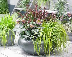 Carex Evercolor Everillo Sedge (1 Gal)