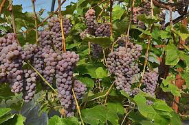 Vitis labrusca 'Canadice' 2 gal