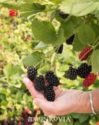 Rubus x &#39;Baby Cakes&#39; 2 gal