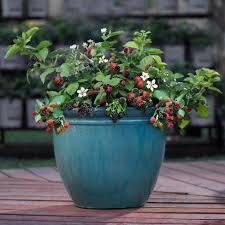 Rubus x &#39;Baby Cakes&#39; 2 gal