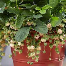 Strawberry &#39;Wonderful Pineberry&#39; 1 gal