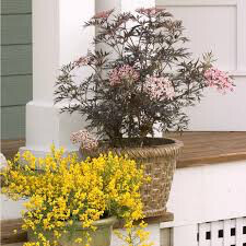 Sambucus nigra &#39;Black lace’ 2 gal.