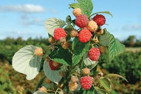 Rubus idaeus &#39;Heritage&#39; 2 gal