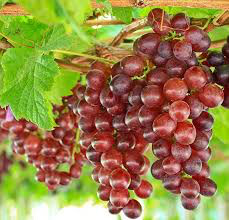 Vitis &#39;Reliance&#39; 2 gal