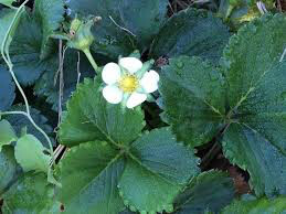 Strawberry &#39;Wonderful Pineberry&#39; 1 gal