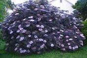 Sambucus nigra &#39;Black lace’ 2 gal.