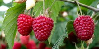 Rubus &#39;Polana&#39; 2 gal