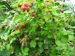 Rubus &#39;Polana&#39; 2 gal