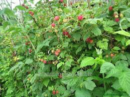 Rubus idaeus &#39;Heritage&#39; 2 gal