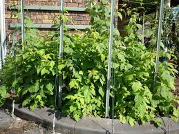 Rubus idaeus &#39;Heritage&#39; 2 gal