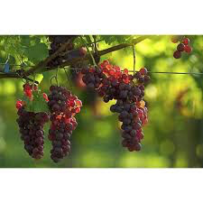 Vitis labrusca &#39;Canadice&#39; 2 gal
