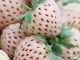 Strawberry &#39;Wonderful Pineberry&#39; 1 gal