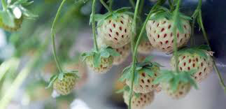 Strawberry &#39;Wonderful Pineberry&#39; 1 gal