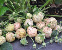 Strawberry &#39;Wonderful Pineberry&#39; 1 gal