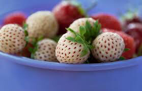 Strawberry &#39;Wonderful Pineberry&#39; 1 gal