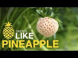 Strawberry &#39;Wonderful Pineberry&#39; 1 gal