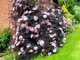 Sambucus nigra &#39;Black lace’ 2 gal.