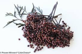 Sambucus nigra &#39;Black lace’ 2 gal.