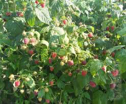 Rubus &#39;Polana&#39; 2 gal