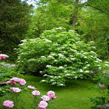 Elderberry Adams  Sambucus canadensis 3 gal.