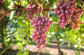 Vitis labrusca &#39;Canadice&#39; 2 gal