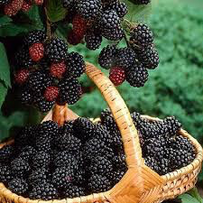 Rubus x &#39;Baby Cakes&#39; 2 gal
