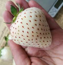 Strawberry &#39;Wonderful Pineberry&#39; 1 gal