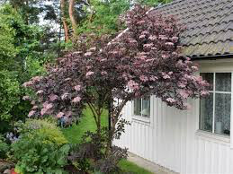 Sambucus nigra &#39;Black lace’ 2 gal.