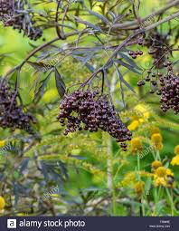 Sambucus nigra &#39;Black lace’ 2 gal.