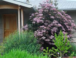 Sambucus nigra &#39;Black lace’ 2 gal.