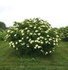 Elderberry Adams  Sambucus canadensis 3 gal.