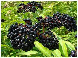 Elderberry Adams  Sambucus canadensis 3 gal.