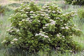Elderberry Adams  Sambucus canadensis 3 gal.