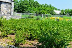 Gooseberry Ribes Hinnomaki Red 3 gal.