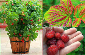 raspberry Rubus ideaeus 'Caroline' 2 gal