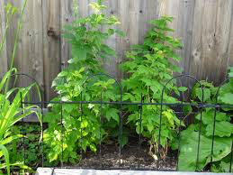 raspberry Rubus ideaeus &#39;Caroline&#39; 2 gal