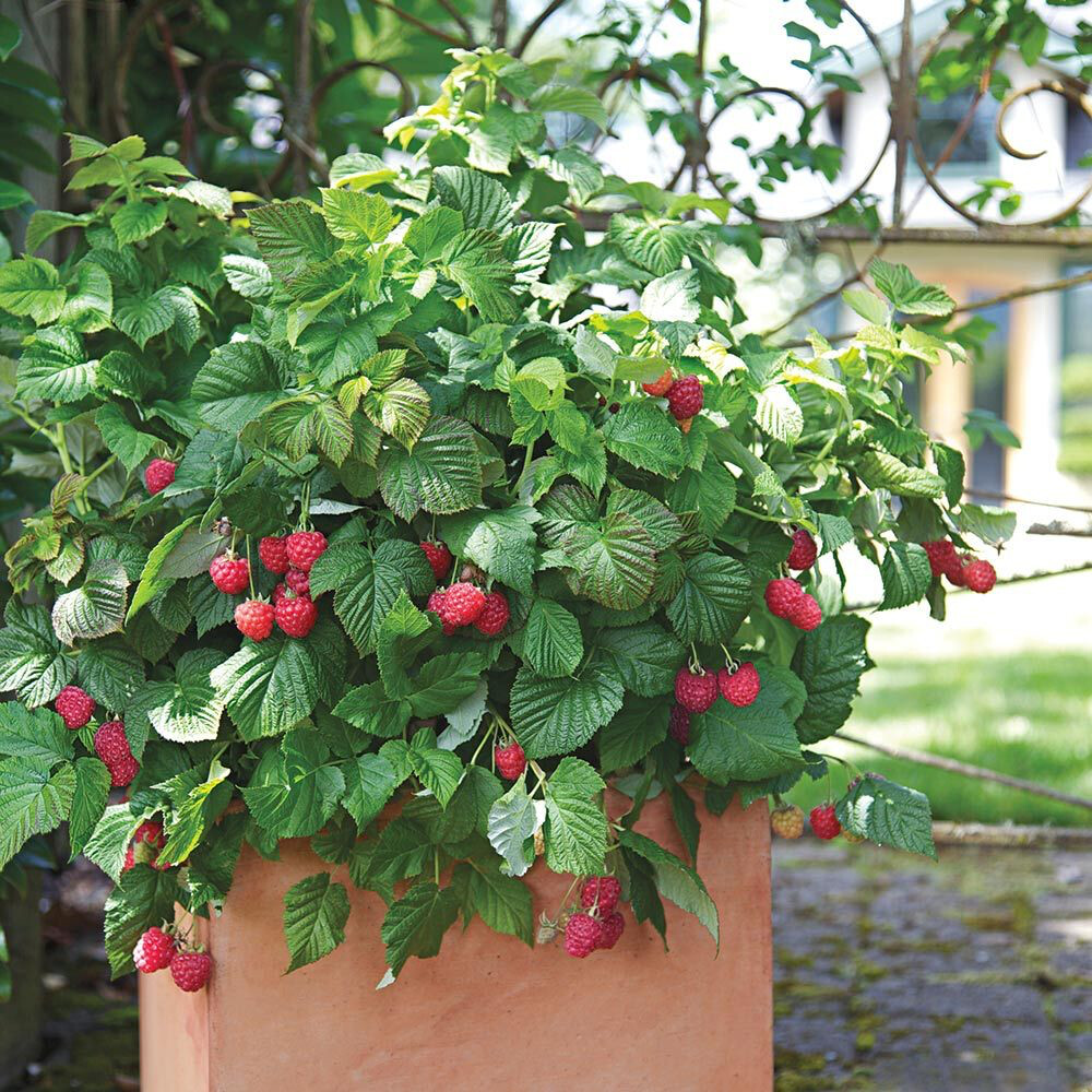 Rubus idaeus &#39;Shortcake&#39; 2 gal