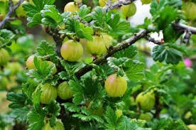 Gooseberry Ribes Hinnomaki Red 3 gal.