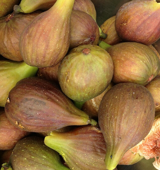 Fig Verns Brown Turkey 3 gal.