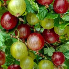 Gooseberry Ribes Hinnomaki Red 3 gal.