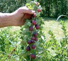 Gooseberry Ribes Hinnomaki Red 3 gal.