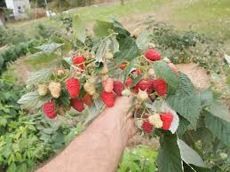 raspberry Rubus ideaeus &#39;Caroline&#39; 2 gal