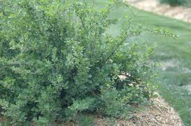 Gooseberry Ribes Hinnomaki Red 3 gal.