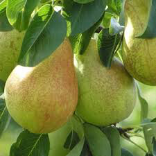Pyrus communis &#39;Luscious&#39; 10 gal