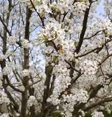 Pyrus communis &#39;Luscious&#39; 10 gal